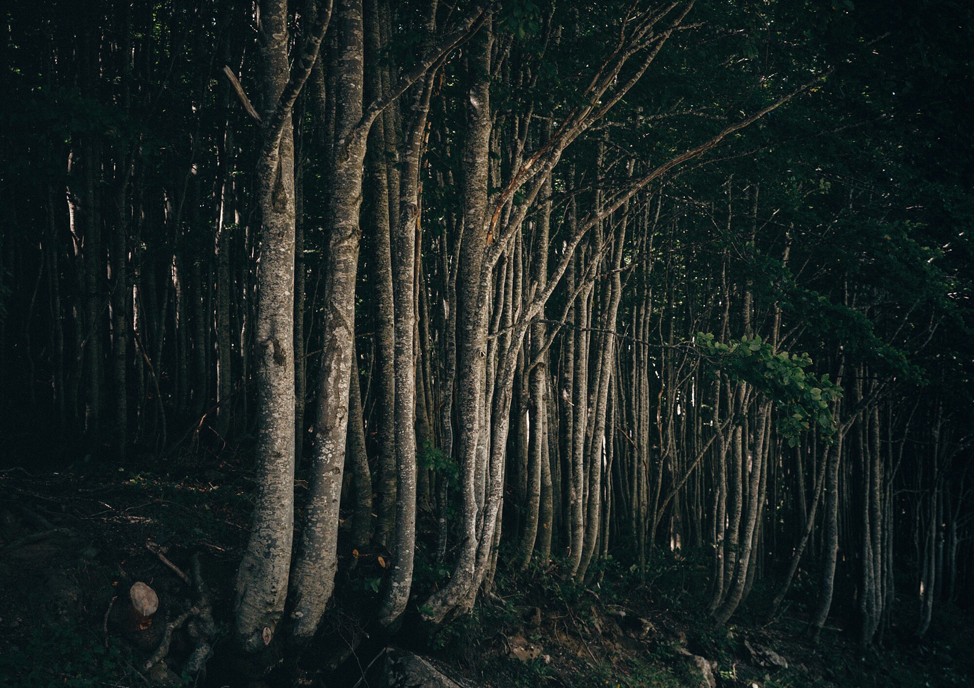 1C6B6714-DCF1-454D-BC9D-FF4166BCD568